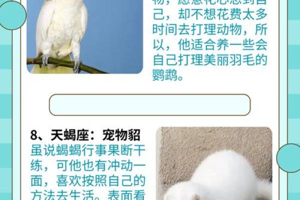 什么星座不适合养乌龟呢