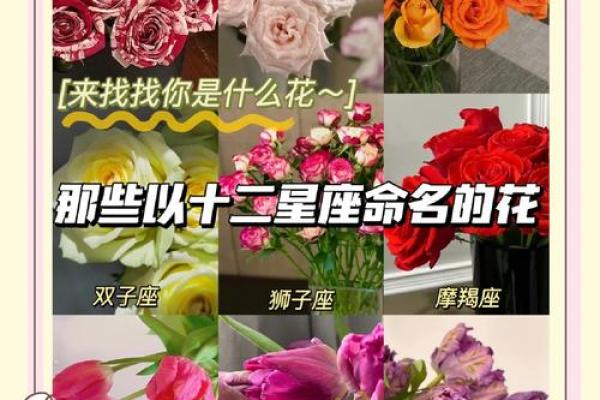 十二星座对应守护花分别都有哪些呢