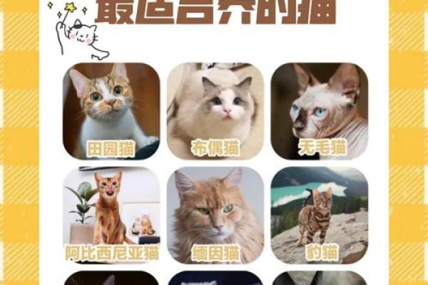十二星座什么地方适合养猫