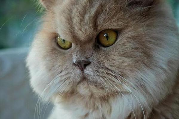 风水上哪几个生肖的人不能养猫禁忌