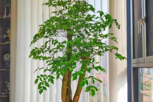 四大镇宅之树 镇宅植物风水 四大镇宅之树 镇宅植物风水