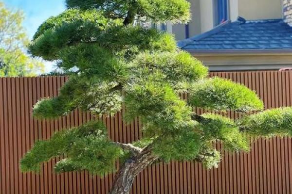 四大镇宅之树 镇宅植物风水 四大镇宅之树 镇宅植物风水