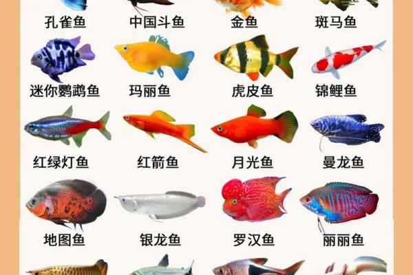 家庭养风水鱼适合哪几种? 家庭养风水鱼适合哪几种?