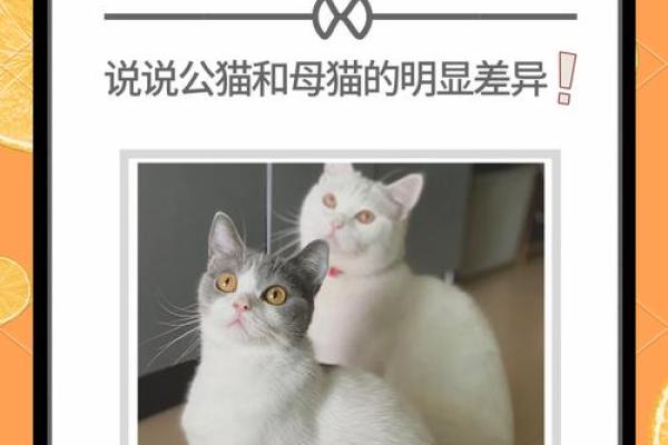 怎么给公猫姓名配对呢图片 怎么给公猫取名字好听？